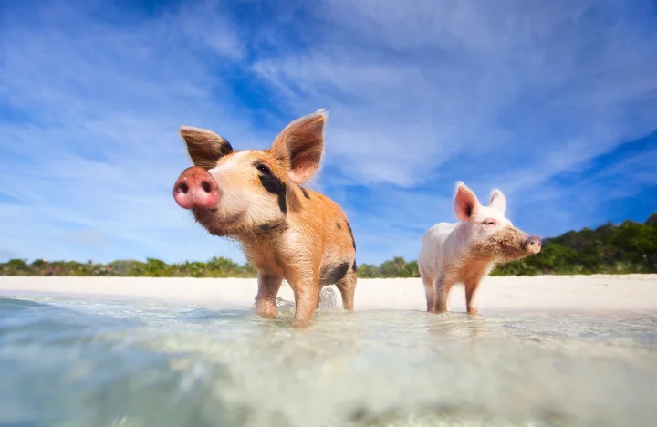 bahamas_exumas_173410748_l.webp